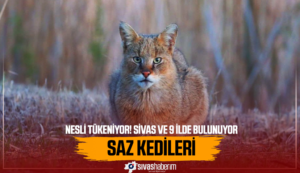 Sivas Dahil Sadece 10 İlde Bulunan Saz Kedilerinin Nesli Tükeniyor