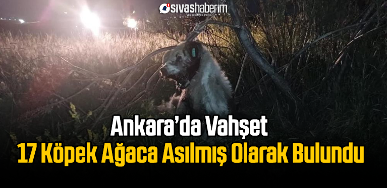 Ankara’da Vahşet 17 Köpek Ağaca Asılmış Olarak Bulundu