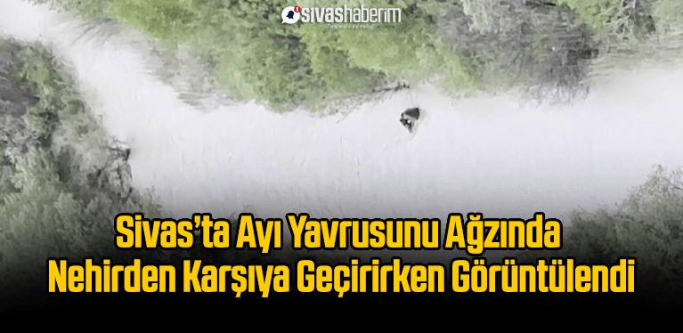 Sivas’ta Ayı Yavrusunu Ağzında Nehirden Karşıya Geçirirken Görüntülendi