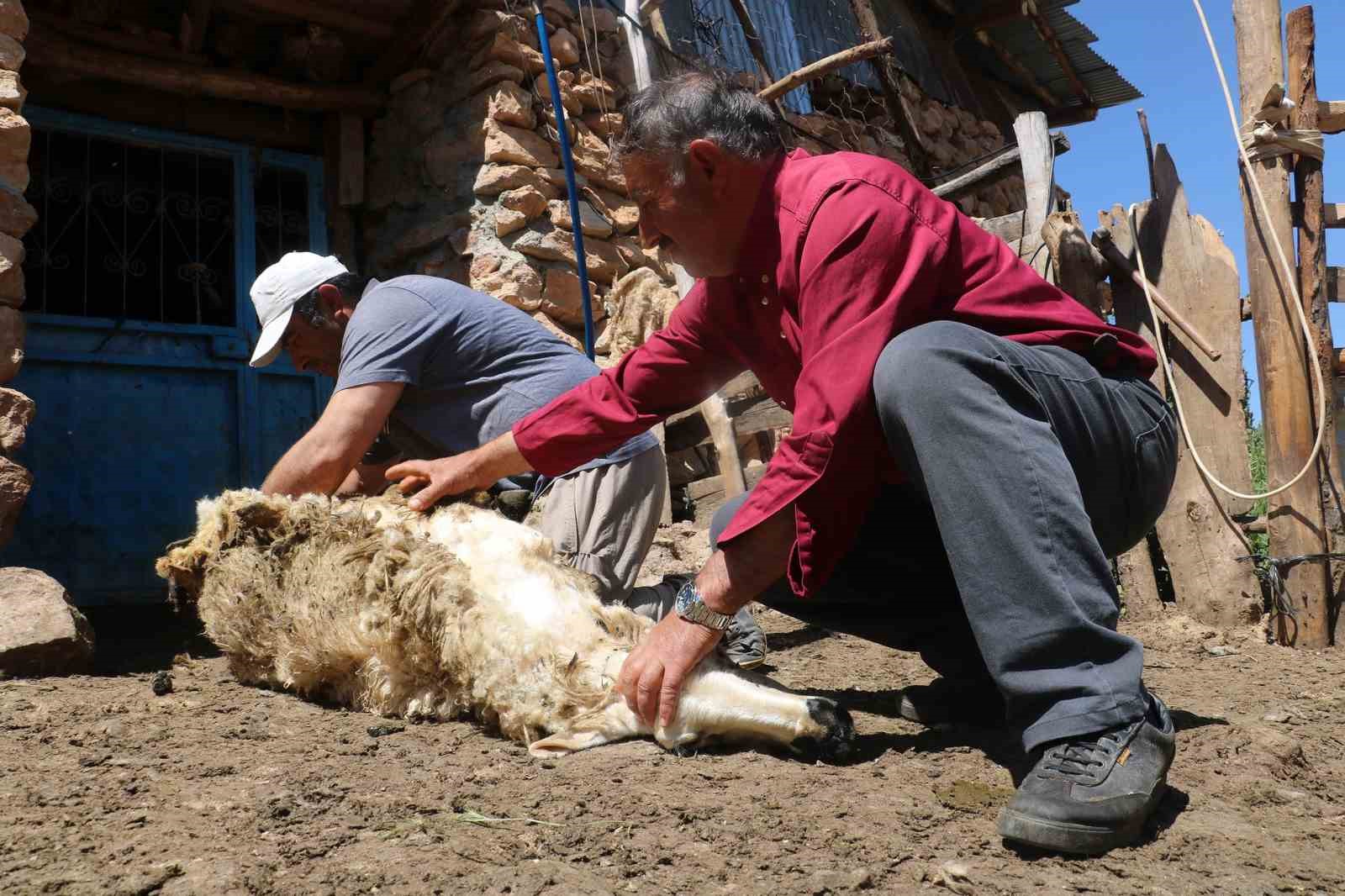 koyunlar yunlerinden kurtuluyor c0ff022