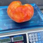 sivasta ata tohumundan uretilen 1 kiloluk domates ele avuca sigmiyor 3d0dfec
