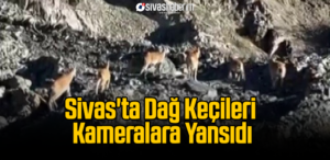 Sivas’ta Dağ Keçileri Kameralara Yansıdı