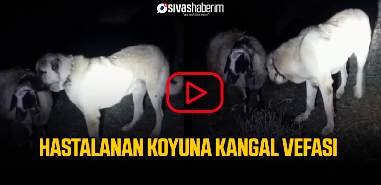 Sivas'ta Hastalanan Koyunun Başından Ayrılmayan Kangalın Vefası Hayran Bıraktı