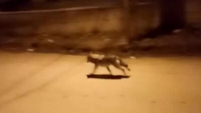 Sivas’ın Gemerek ilçesinde aç kaldığı düşünülen kurt şehre kadar indi,