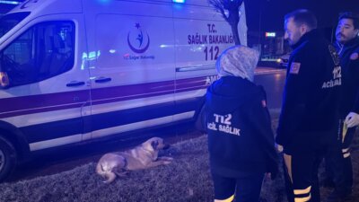 Sivas’ta 112 Ekibi Yağmurda Saatlerce Yaralı Köpeğin Başını Bekledi