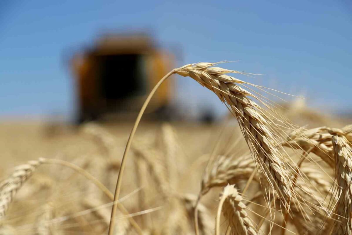 Sivas’ta Toprağa Gömülen 210 Bin Ton Buğday Çıkarılıyor