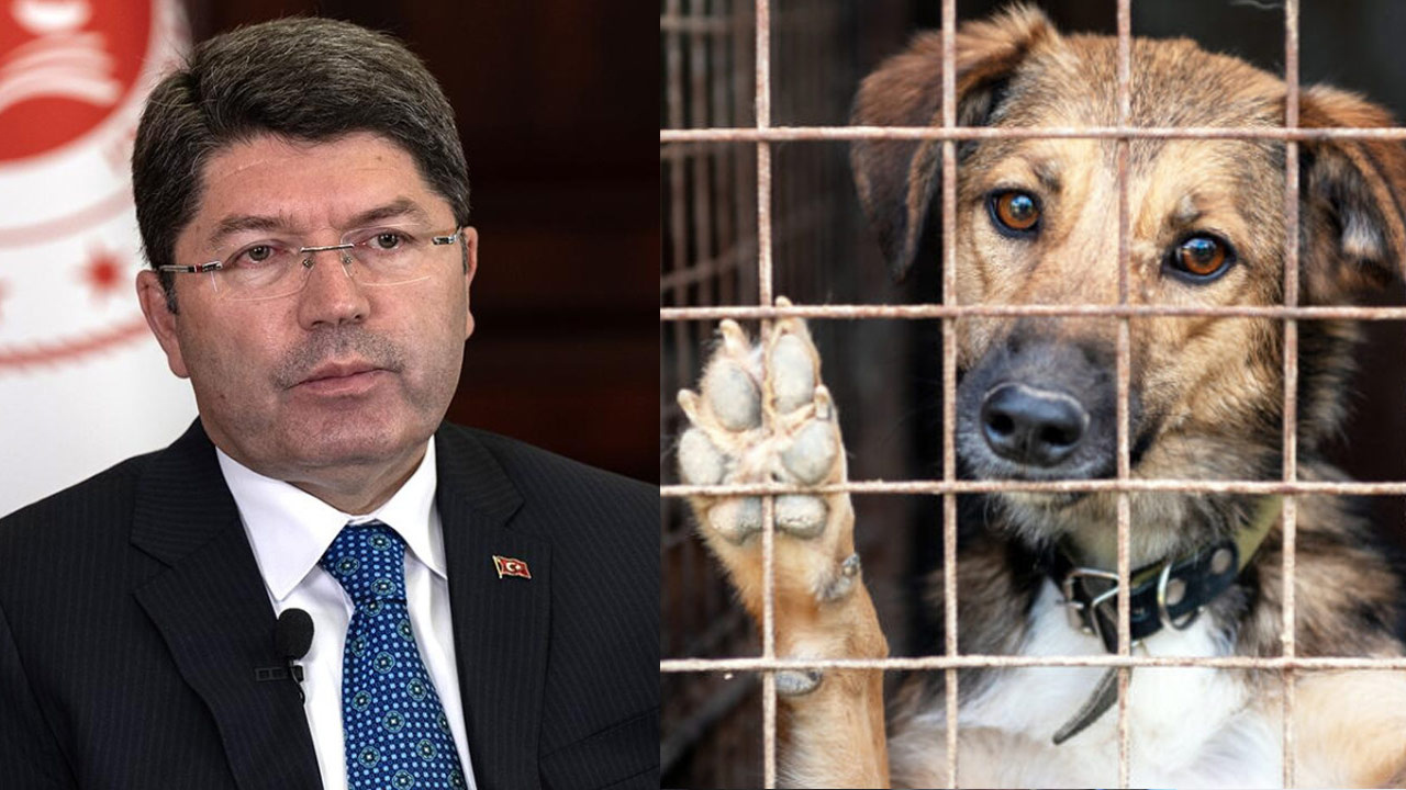 AKP, sokak köpekleri ile