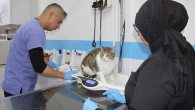 Sivas'ta uzman veteriner hekim İbrahim Özmen, teşhis ve tedavi uygulamalarında