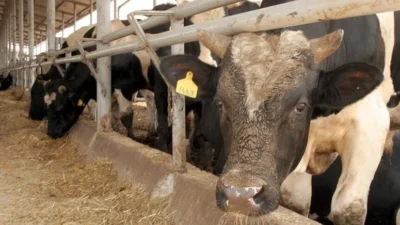 Deli Dana Kabusu Yeniden mi Başlıyor? Ankara’dan Sonra Bolu’da da