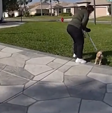 NEIGHBORHOOD DRAMA CAUGHT ON CAMERA – WOMAN WALKING DOG HAS NO IDEA WHAT’S COMING NEXT