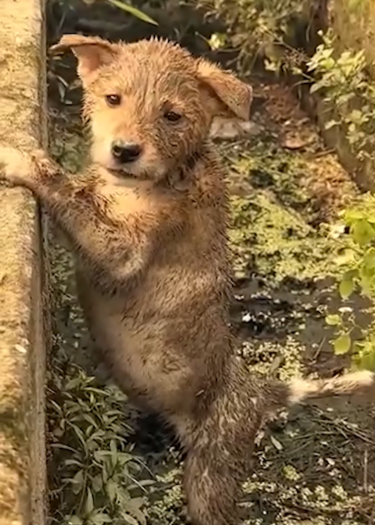 No One Heard Him — Until One Person Finally Looked Down