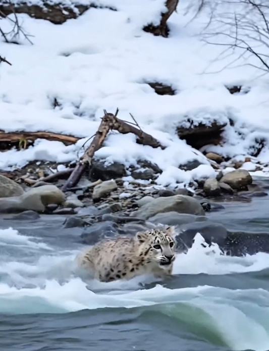 A Daring Rescue in the Wild Officer Saves Snow Leopard from Freezing River