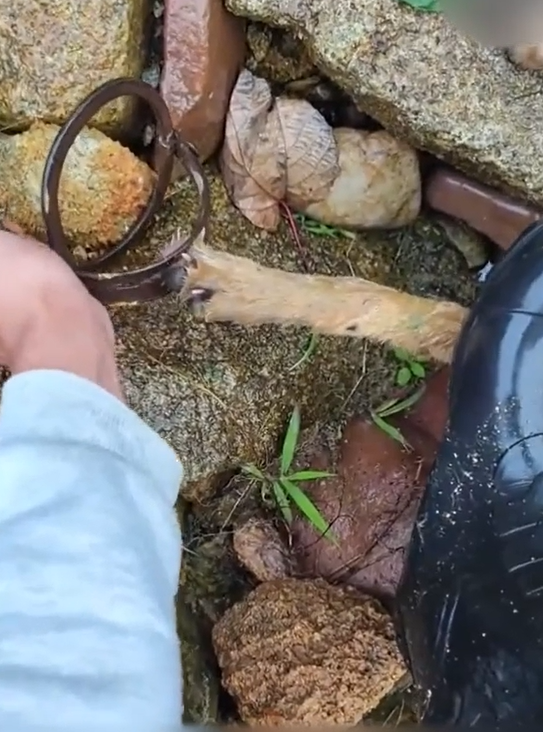 The Moment Compassion Faced Cruelty in the Wild