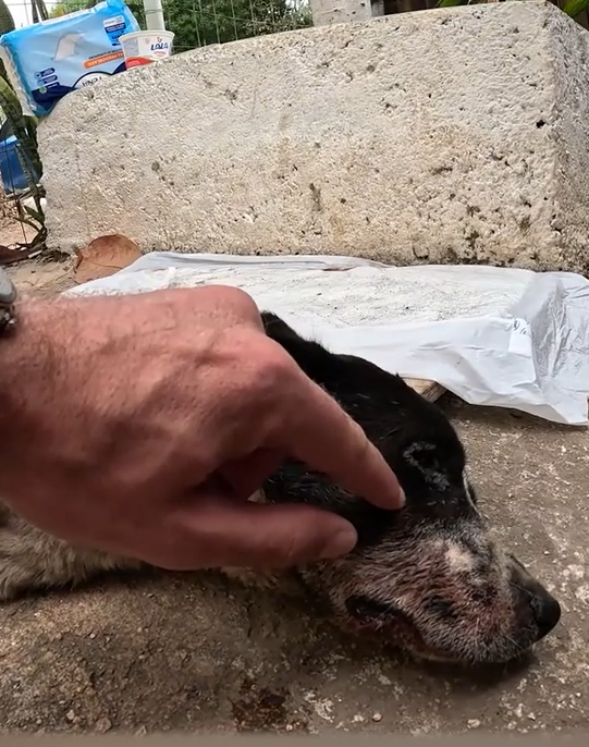 The Quiet Rescue That Spoke Louder Than Words