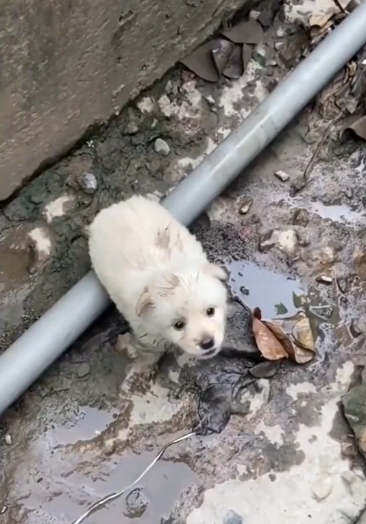 He Was Just a Tiny Puppy in the Mud… But What Happened Next Changed Everything