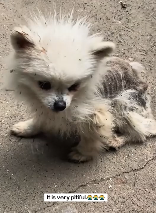 This Starving Dog Came Straight to Me… You Won’t Believe What Happened Next