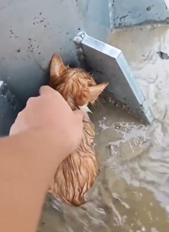 The Kitten in the Water — A Moment That Almost Went Too Far