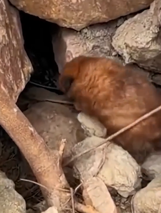 Trapped Between Stones — The Puppy That Couldn’t Find a Way Out
