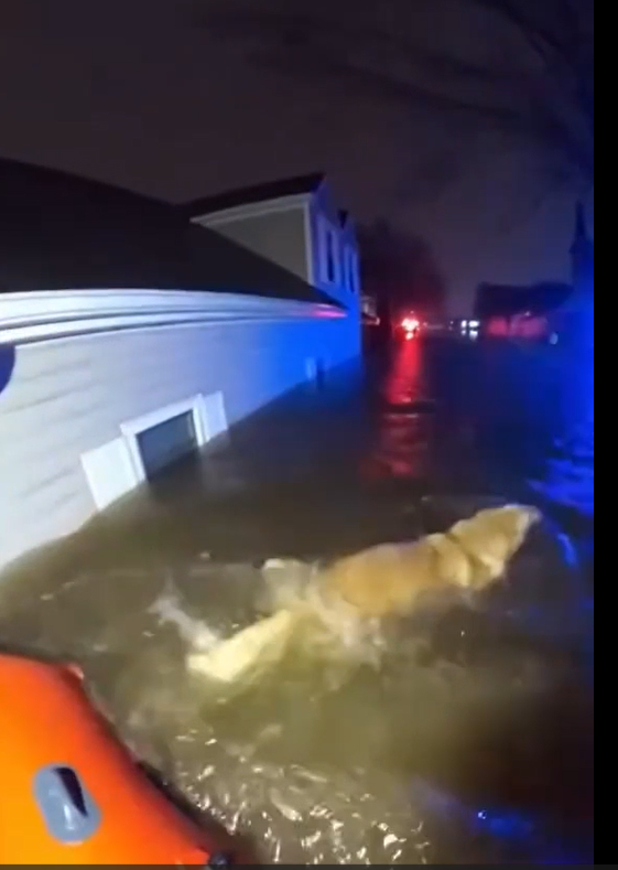 The Night the Water Took Over — And the Dog Who Refused to Give Up