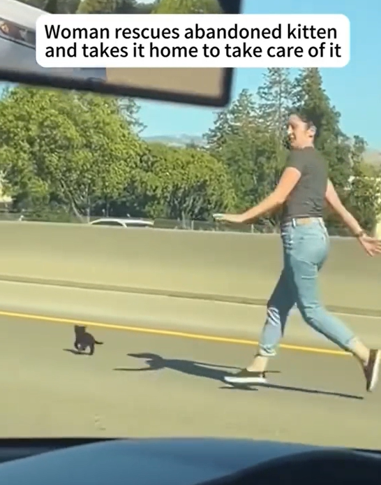 A Tiny Life in the Middle of the Road — And the Woman Who Refused to Walk Away