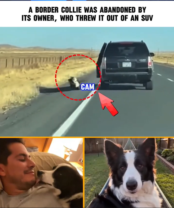 A Border Collie was abandoned by its owner, who threw it out of an SUV; the dog was rescued by a man in a car behind