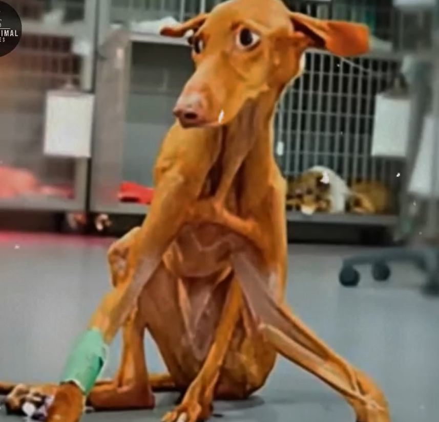 Too Weak to Stand, Too Thin to Survive—But This Dog’s Will to Live Changed Everything