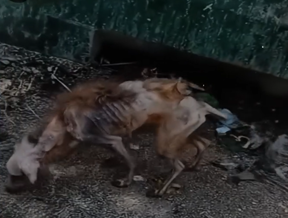 From Desperation to Dignity- The Extraordinary Journey of a Soul Saved