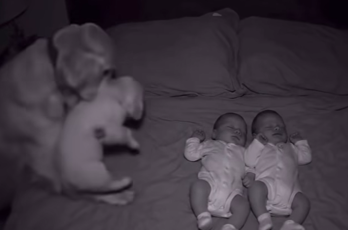 ❤️ Loyal Dog Brings Puppy to Sleep Beside Human Babies in Touching Nighttime Moment