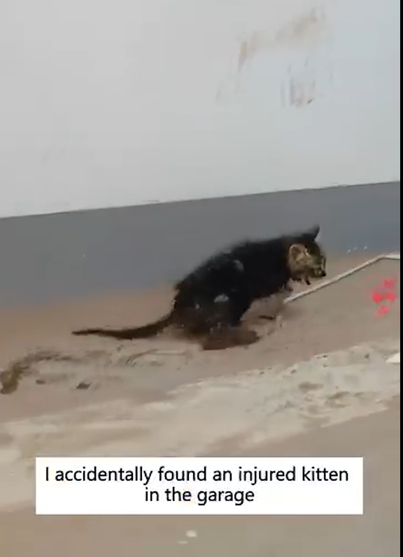 Hidden in the Shadows A Kitten’s Silent Struggle