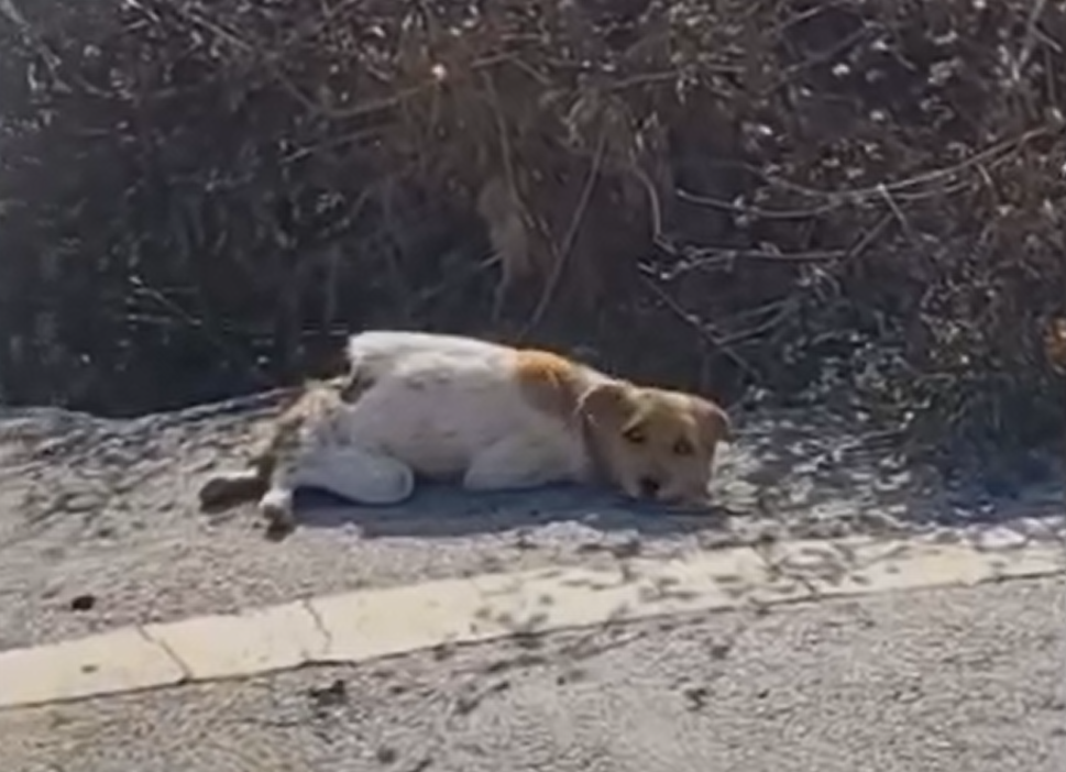 Eyes That Begged for Help Without a Sound