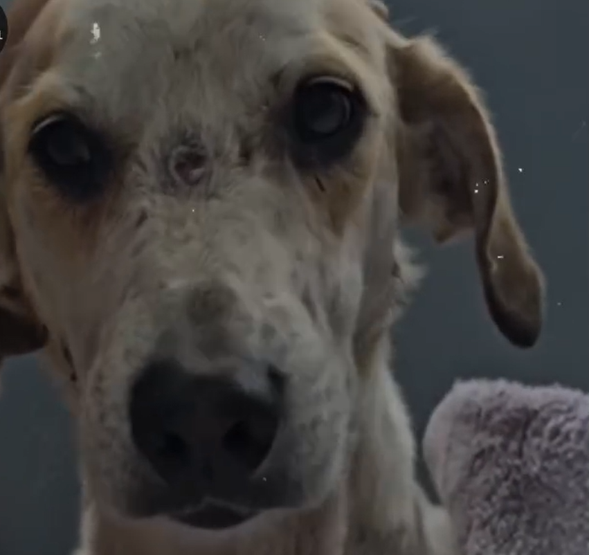 From Streets to Healing Polito’s Journey of Trust, Love, and Recovery