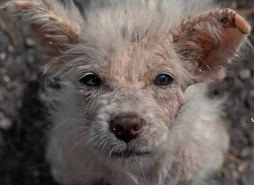 From Grief to Happiness Willow’s Inspiring Journey of Survival and Love Triumphs Over Adversity