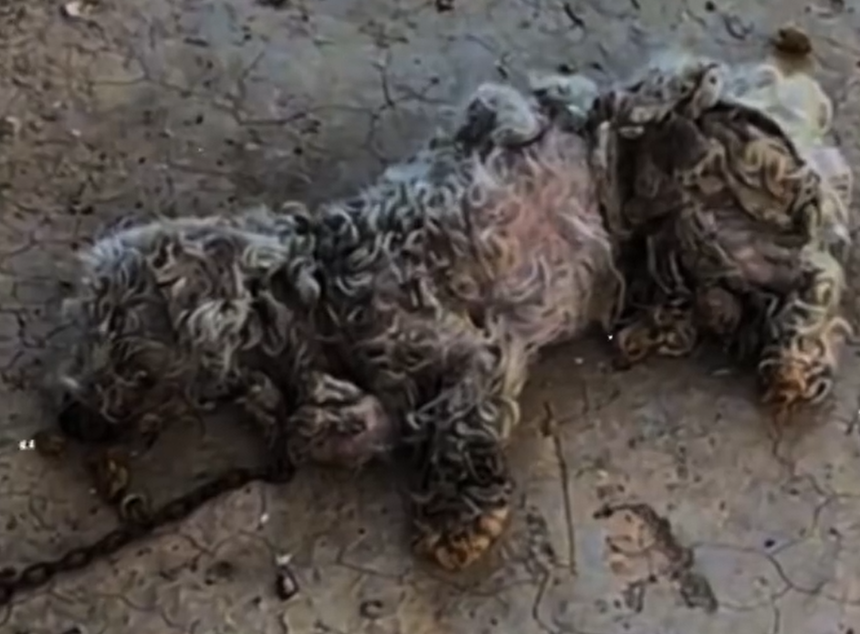 Left to Die at the Door How One Sick Dog Got a Second Chance