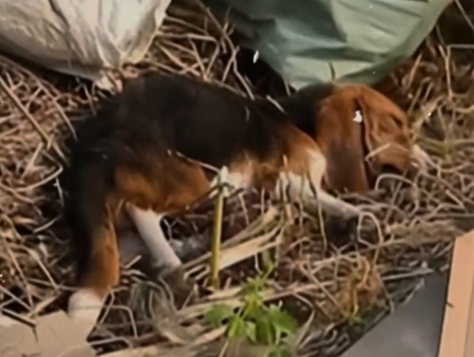 Found in a Landfill and Near Death, This Stray Dog Chose to Keep Fighting