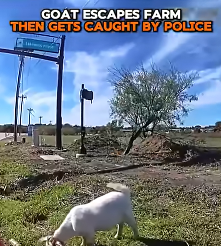 Runaway Goat Gets Caught By Police