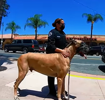 Female Cops Meet The World’s Biggest Dog