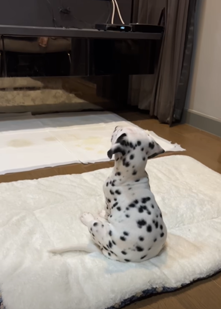 I don’t think we realise just how smart our fur-babies are