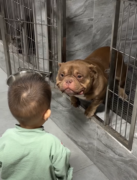 This little boy rescued this dog from the shelter