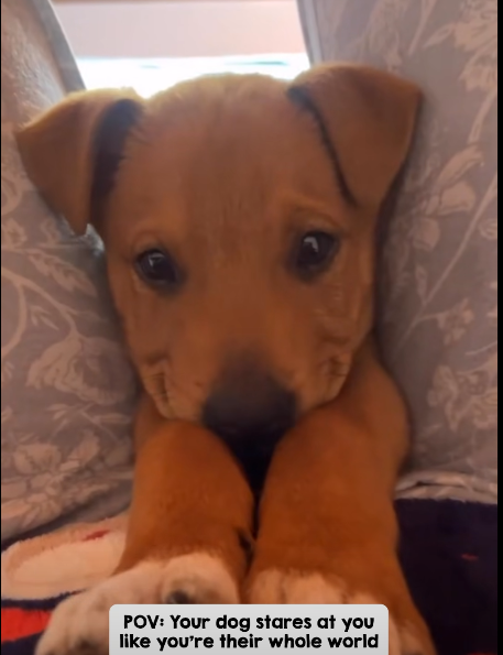 That smile is everything! I can almost smell his puppy breath