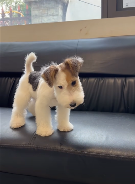 He’s so cute he doesn’t even look real