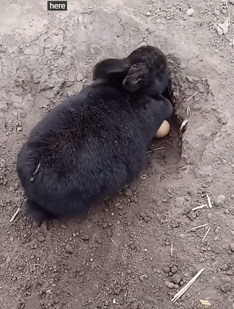 RABBIT, OMG Animals SOO Cute!