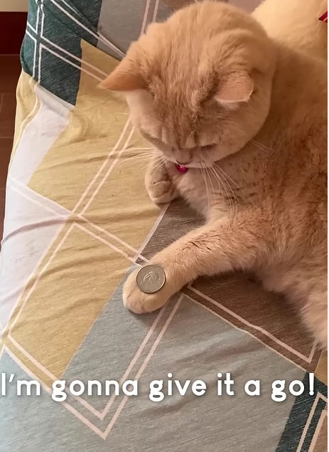 Amazing Cat Performs Magic Trick!