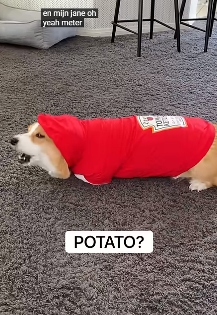 Talking Dog Thinks He is a TOMATO!