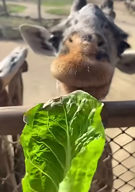 Amazing Giraffe Moments | Cute & Tall Giant