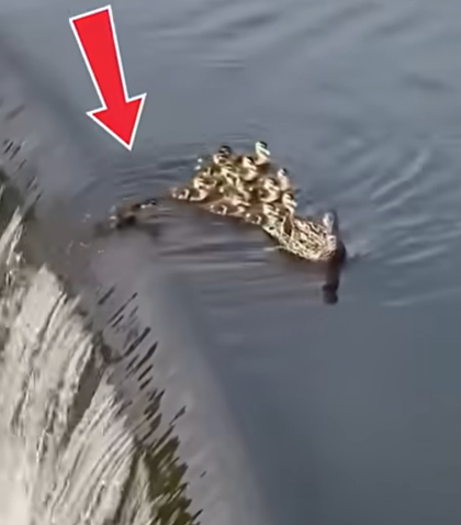 Duckling Swept Away.. Mom Makes the Impossible Choice
